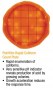 Petrifilm_rapid_coliform_plate